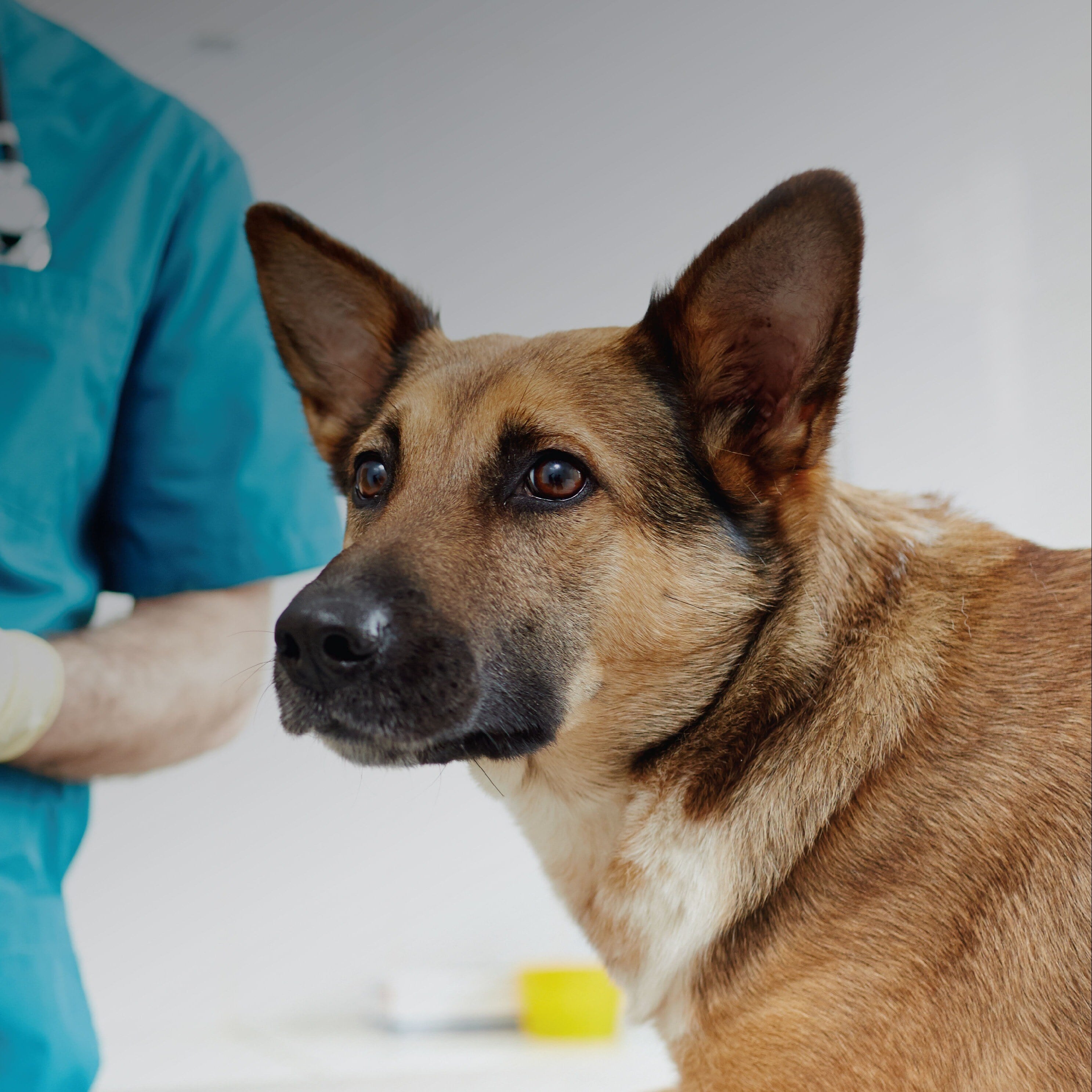Picture of Using Photobiomodulation for Neurological Disorders in Canines